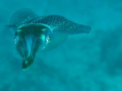 Squid, Grand Cayman. D70, 105 mm macro, two strobes. by David Heidemann 